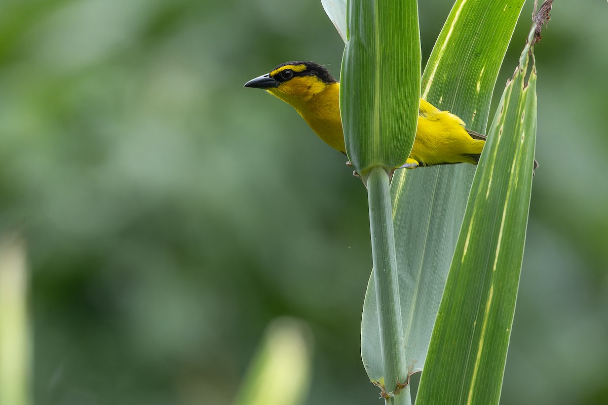 Black-necked Weaver - ML642416866