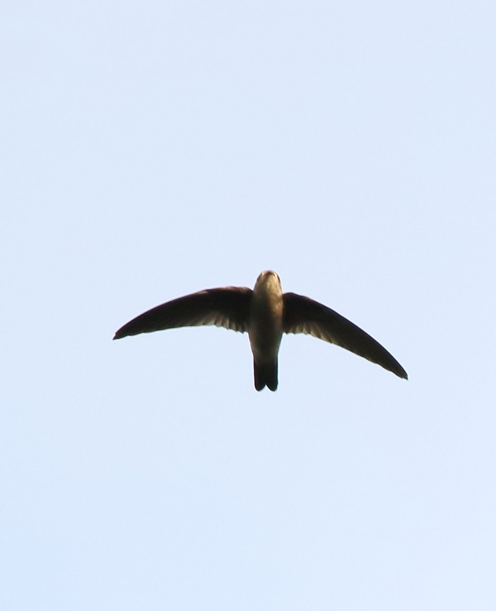 Indian Swiftlet - ML642416888