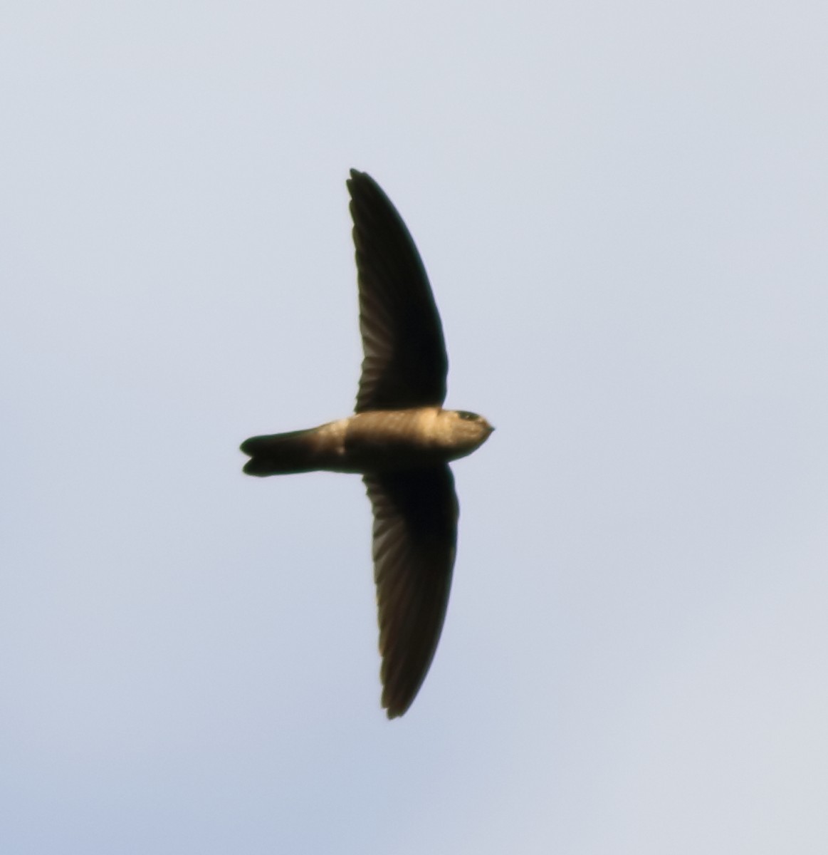 Indian Swiftlet - ML642416892