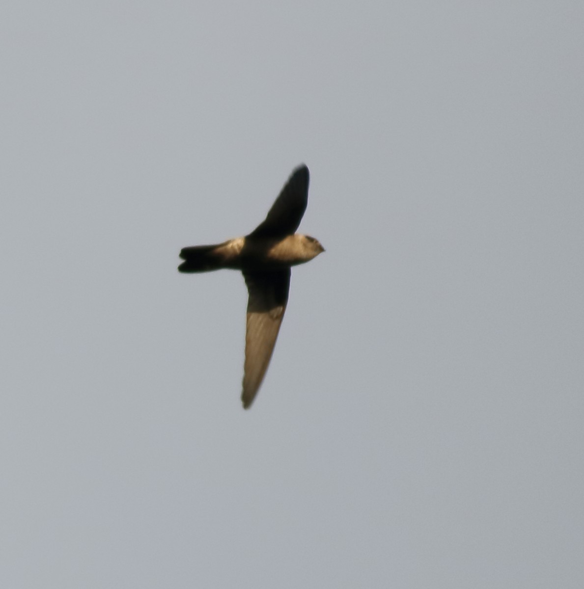 Indian Swiftlet - ML642416893