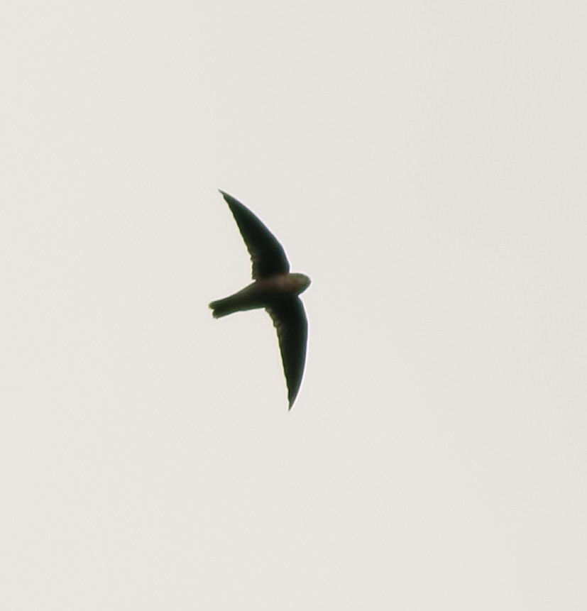 Indian Swiftlet - ML642416895