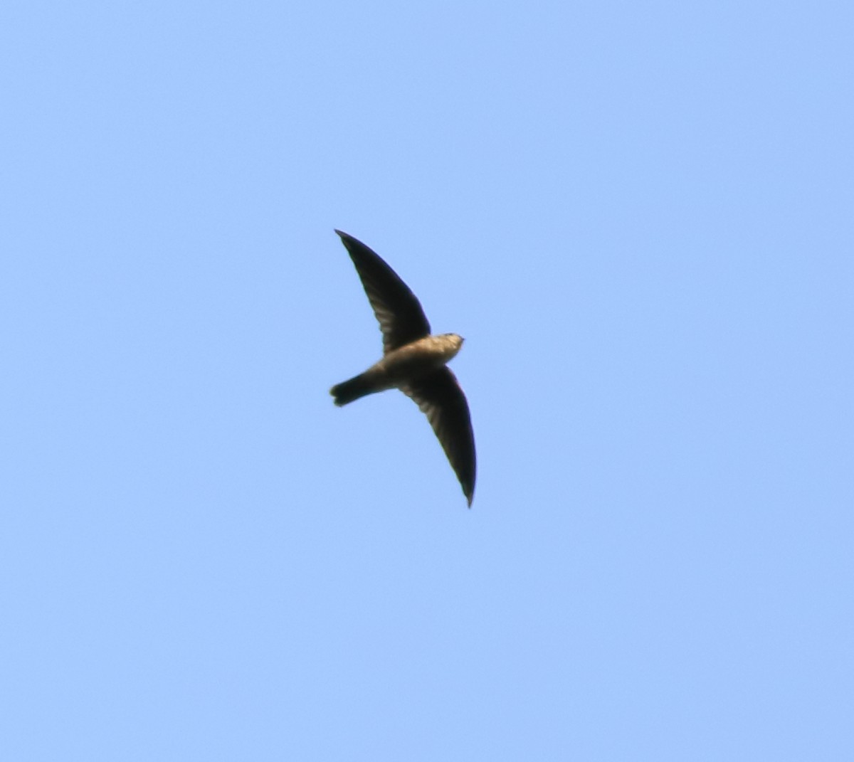Indian Swiftlet - ML642416896