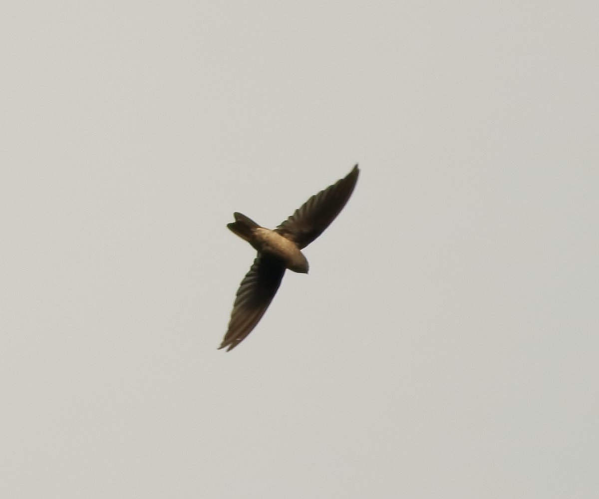 Indian Swiftlet - ML642416898