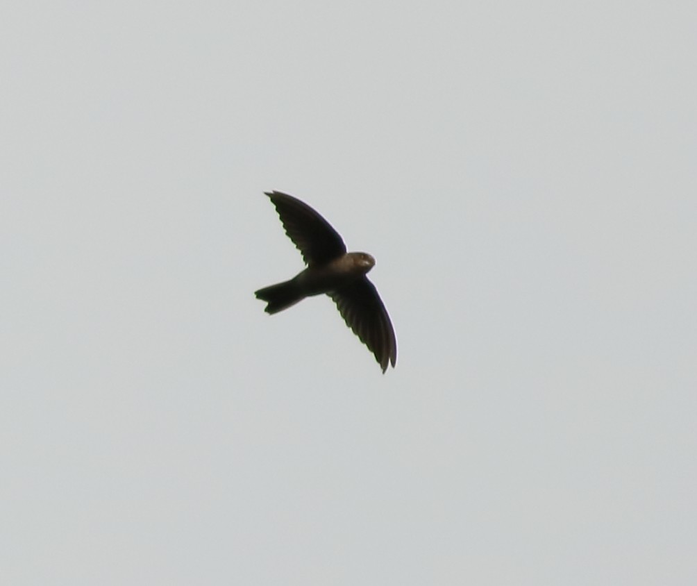 Indian Swiftlet - ML642416899