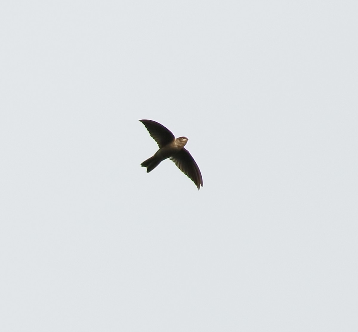 Indian Swiftlet - ML642416901