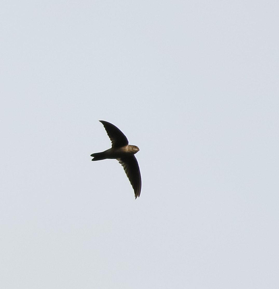 Indian Swiftlet - ML642416903