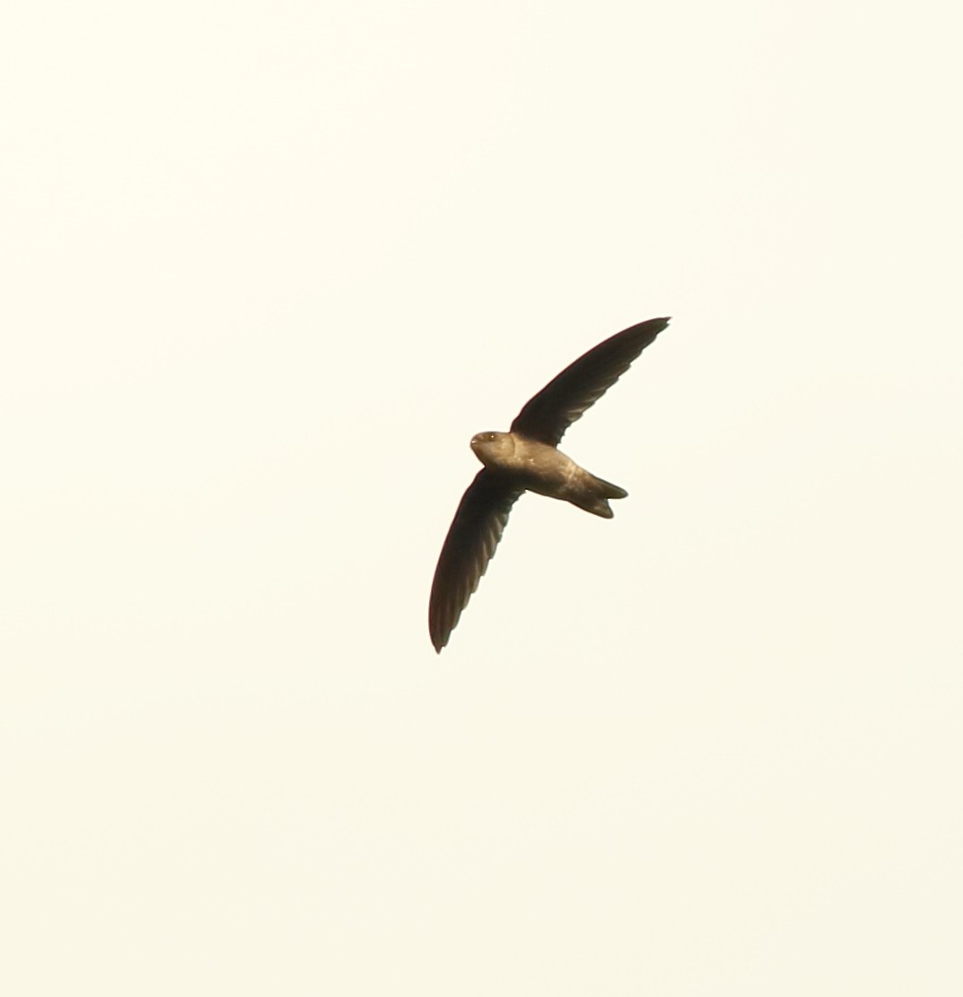Indian Swiftlet - ML642416904