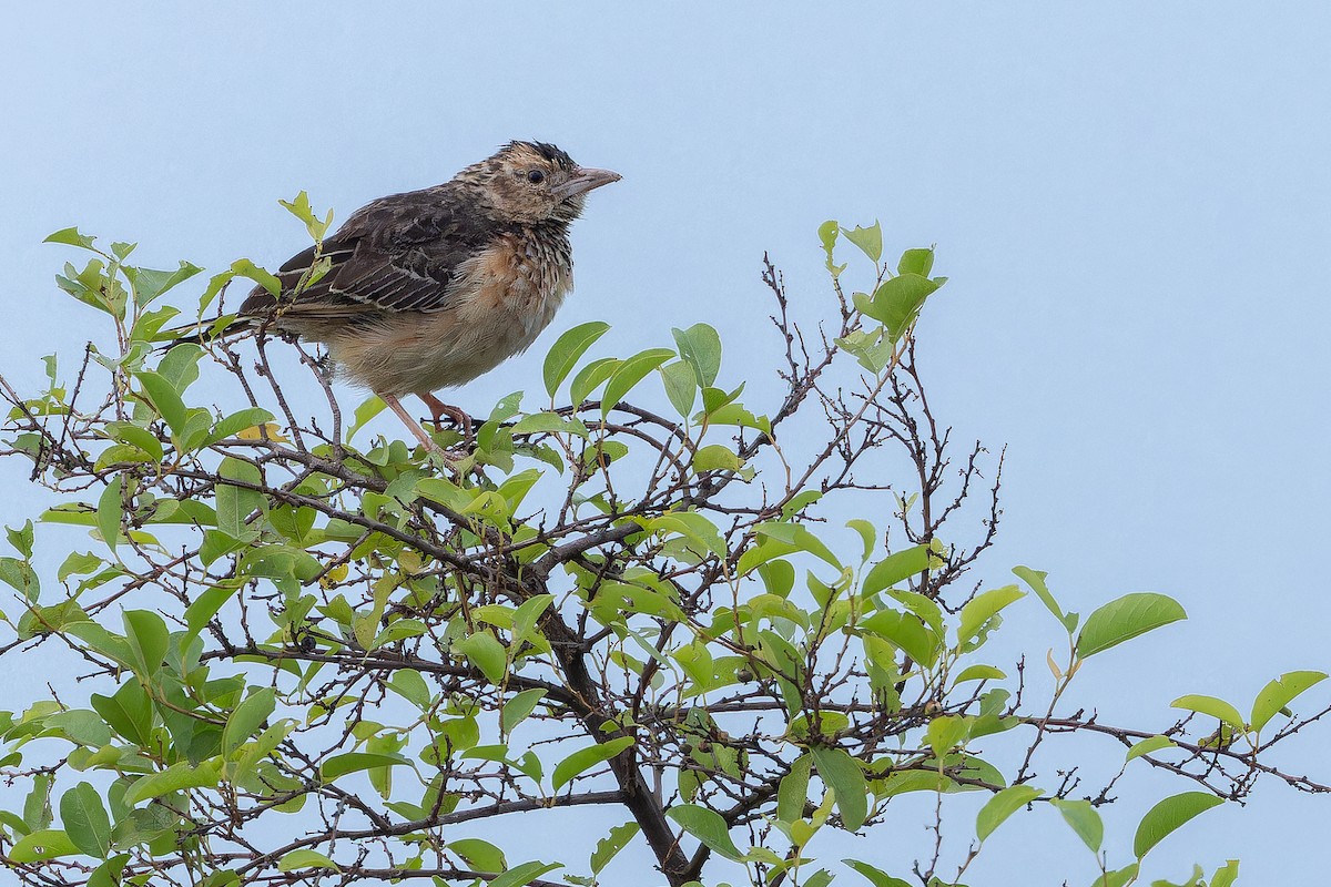 Flappet Lark - ML642416909