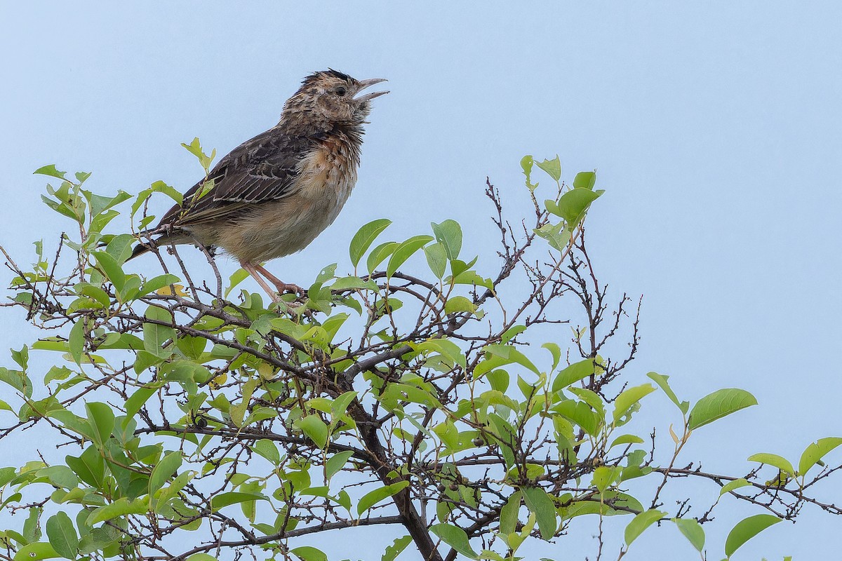 Flappet Lark - ML642416910
