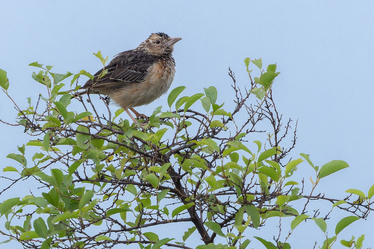 Flappet Lark - ML642416911