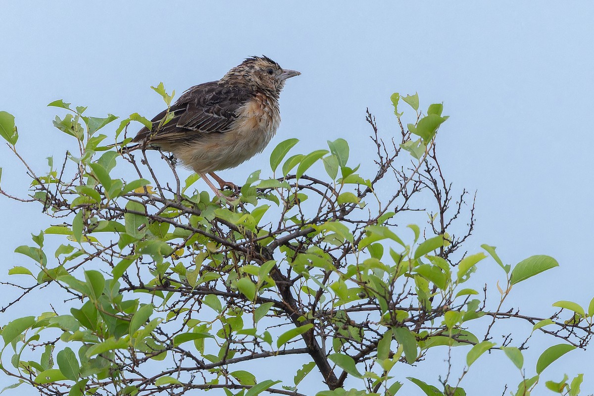 Flappet Lark - ML642416912