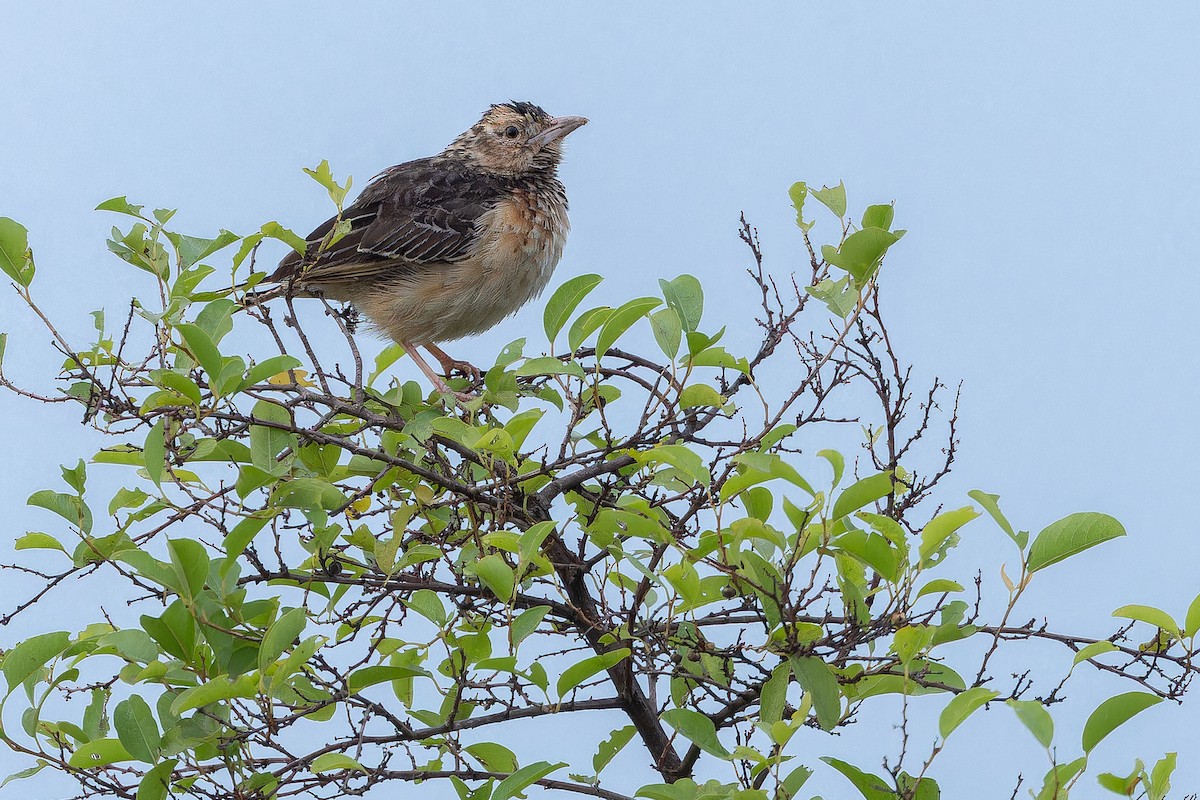 Flappet Lark - ML642416913