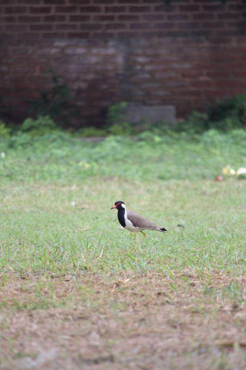 Red-wattled Lapwing - ML642416921