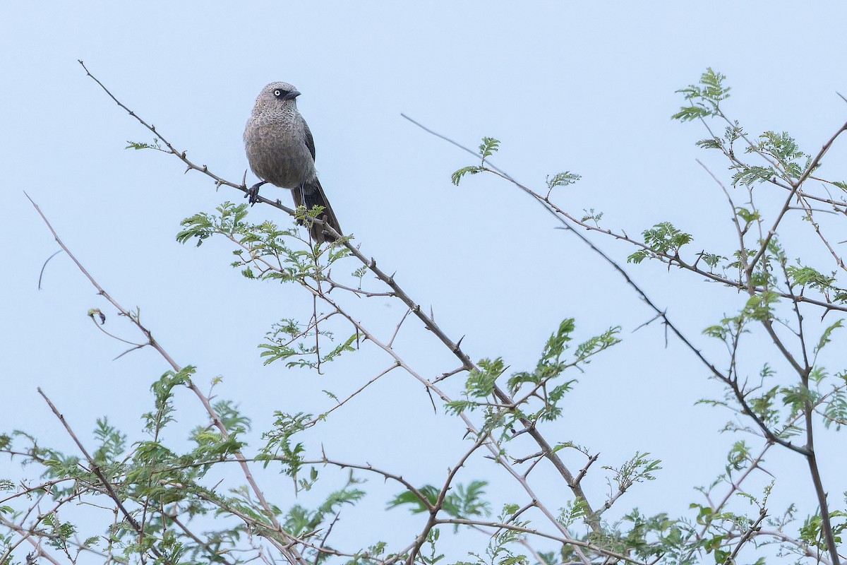 Black-lored Babbler (Sharpe's) - ML642416927