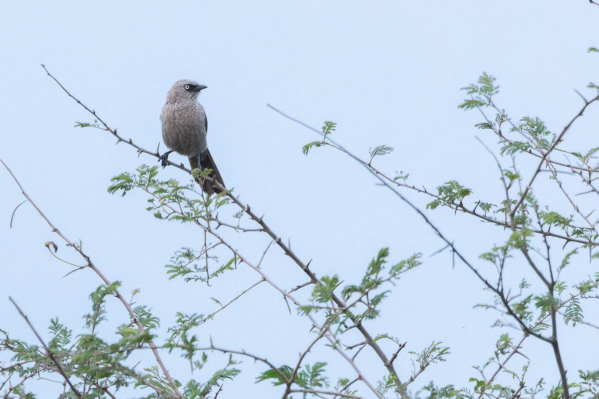 Black-lored Babbler (Sharpe's) - ML642416928