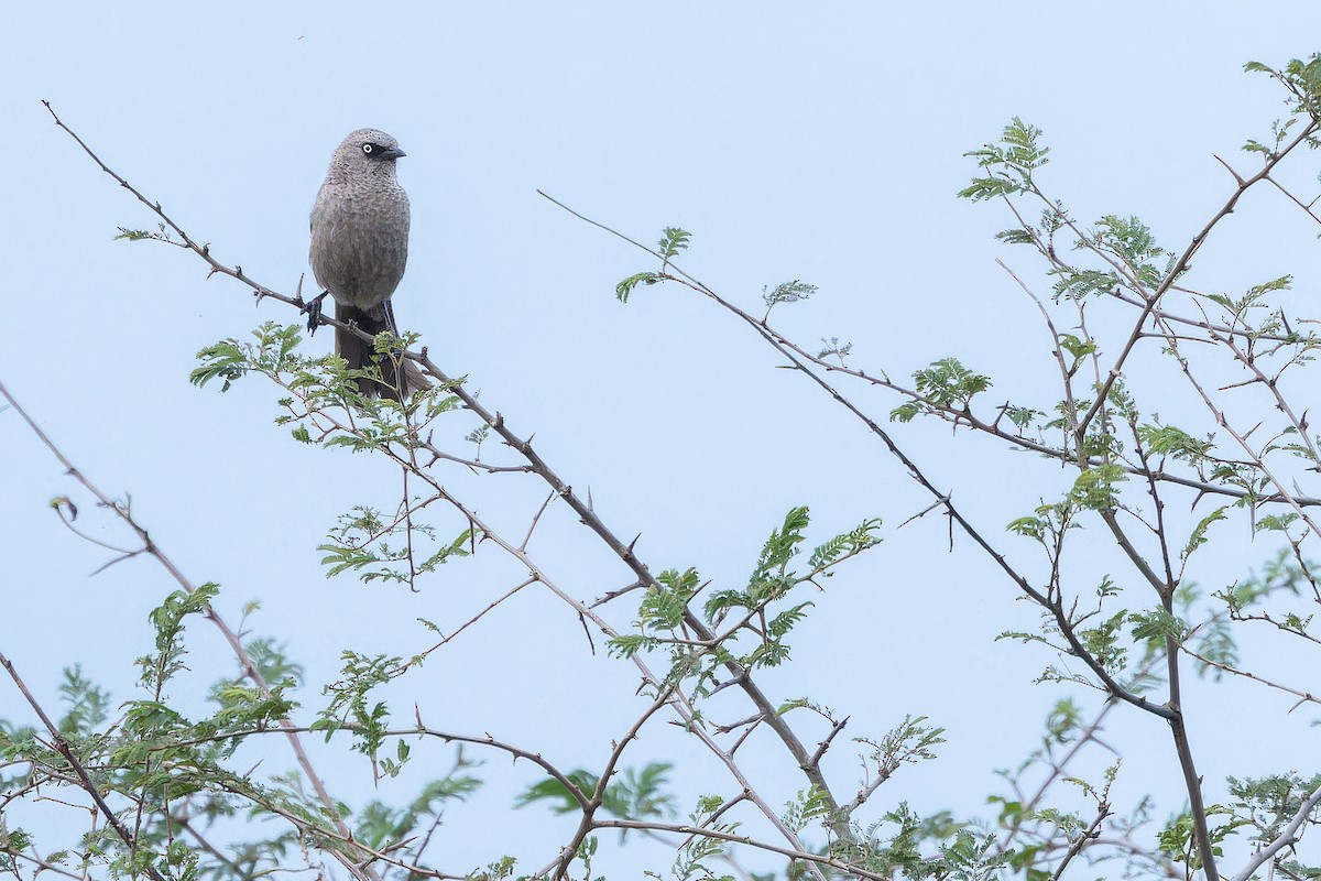 Black-lored Babbler (Sharpe's) - ML642416929