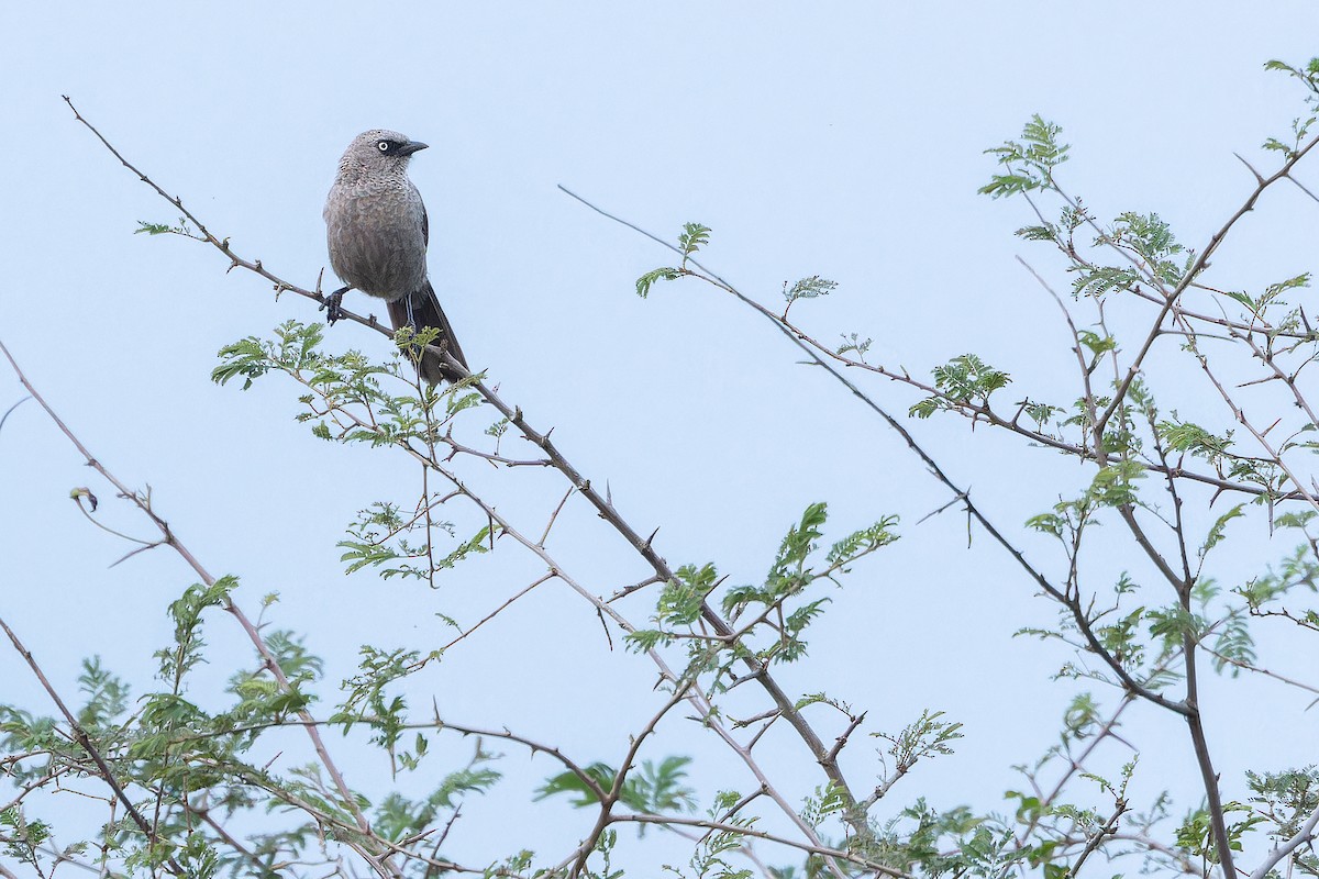 Black-lored Babbler (Sharpe's) - ML642416930