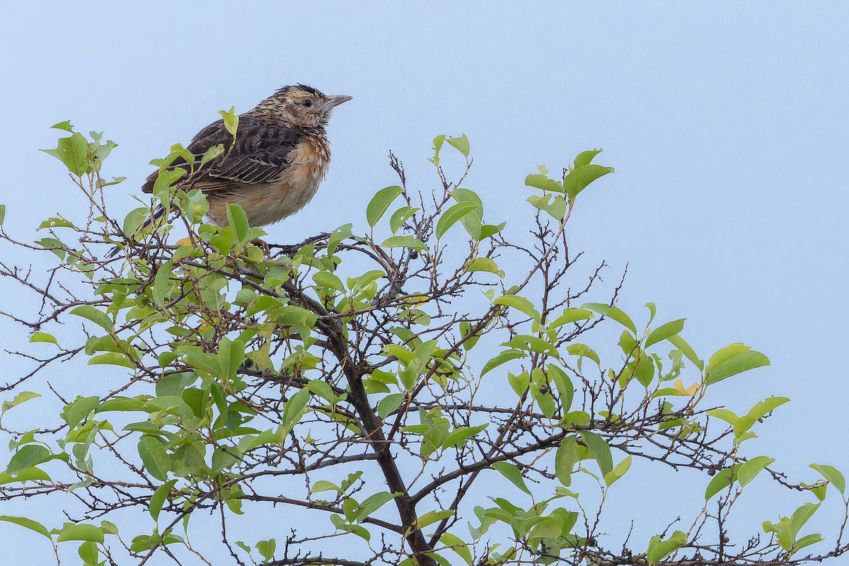 Flappet Lark - ML642416953