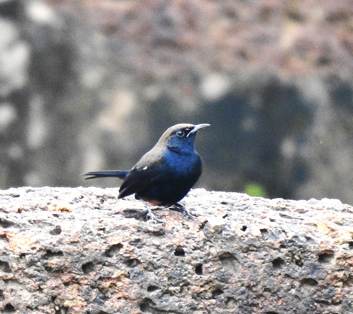 Indian Robin - ML642416969