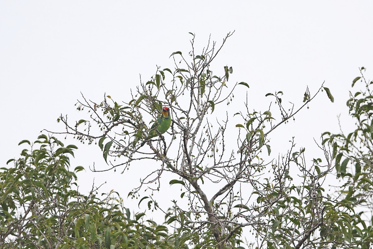 Necklaced Barbet - ML642416971