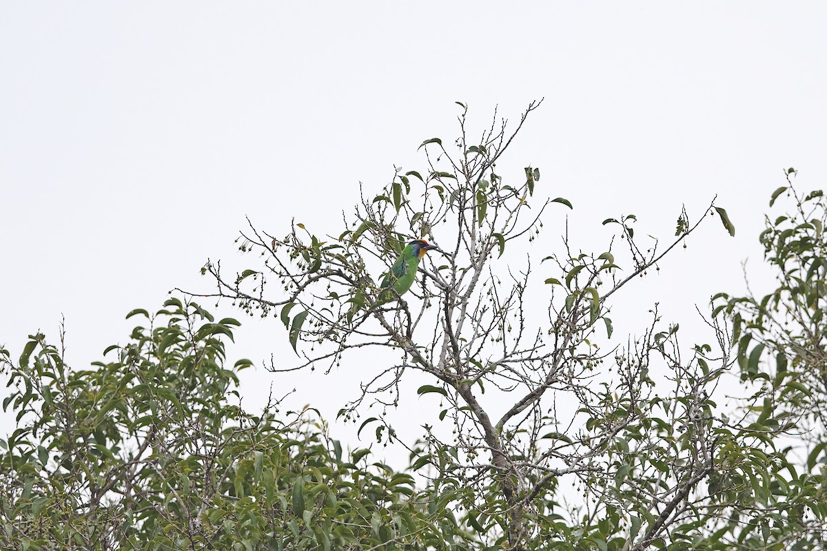 Necklaced Barbet - ML642416972