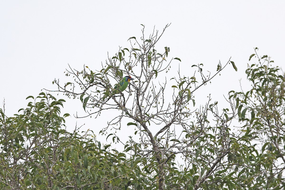 Necklaced Barbet - ML642416973