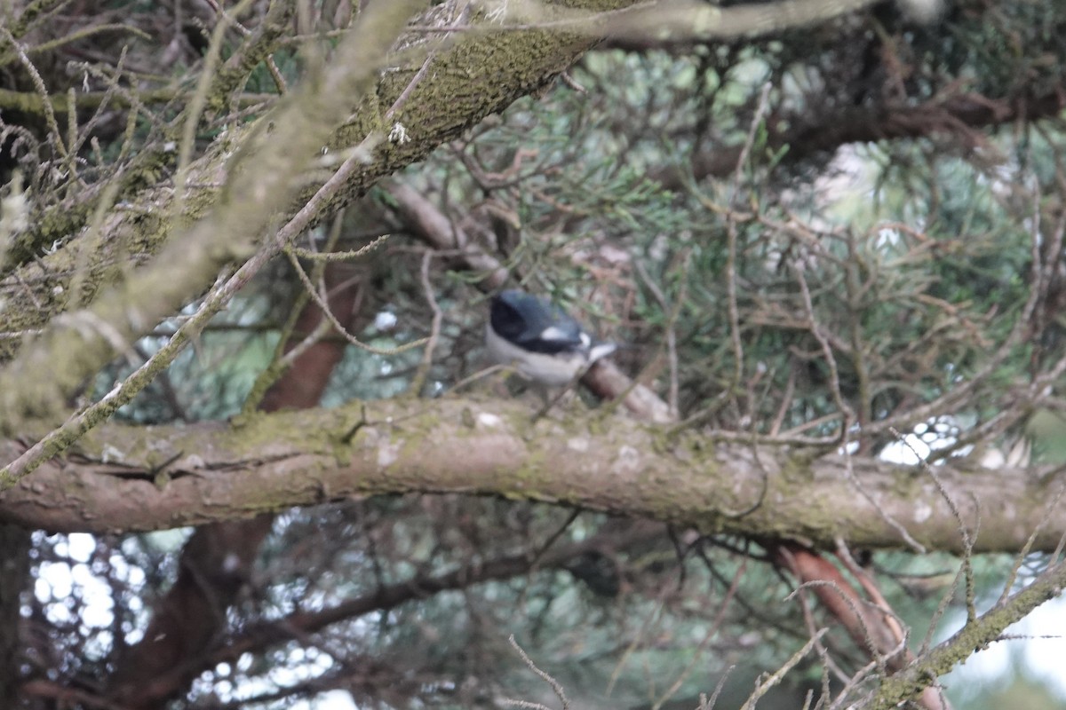 Black-throated Blue Warbler - ML642416978