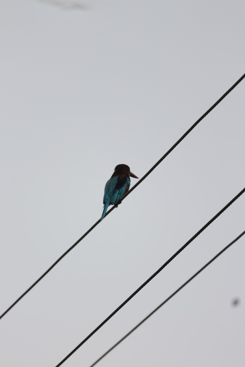 White-throated Kingfisher - ML642417006