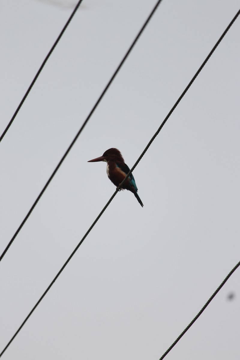 White-throated Kingfisher - ML642417007