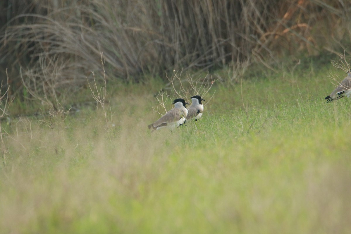 River Lapwing - ML642417013