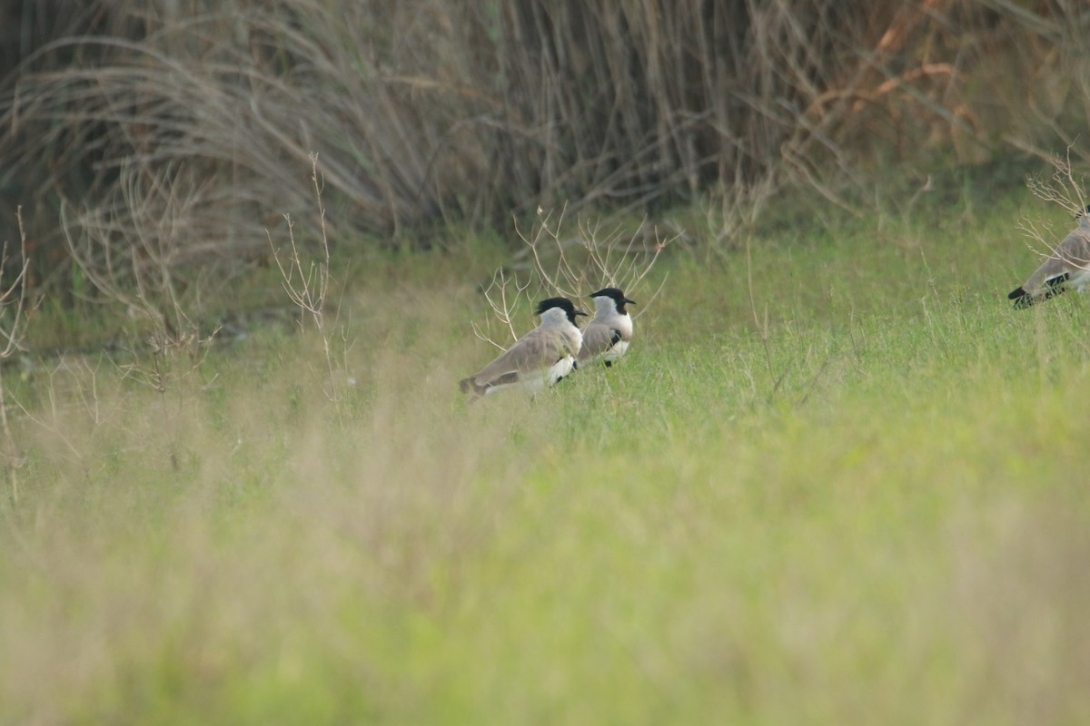 River Lapwing - ML642417014