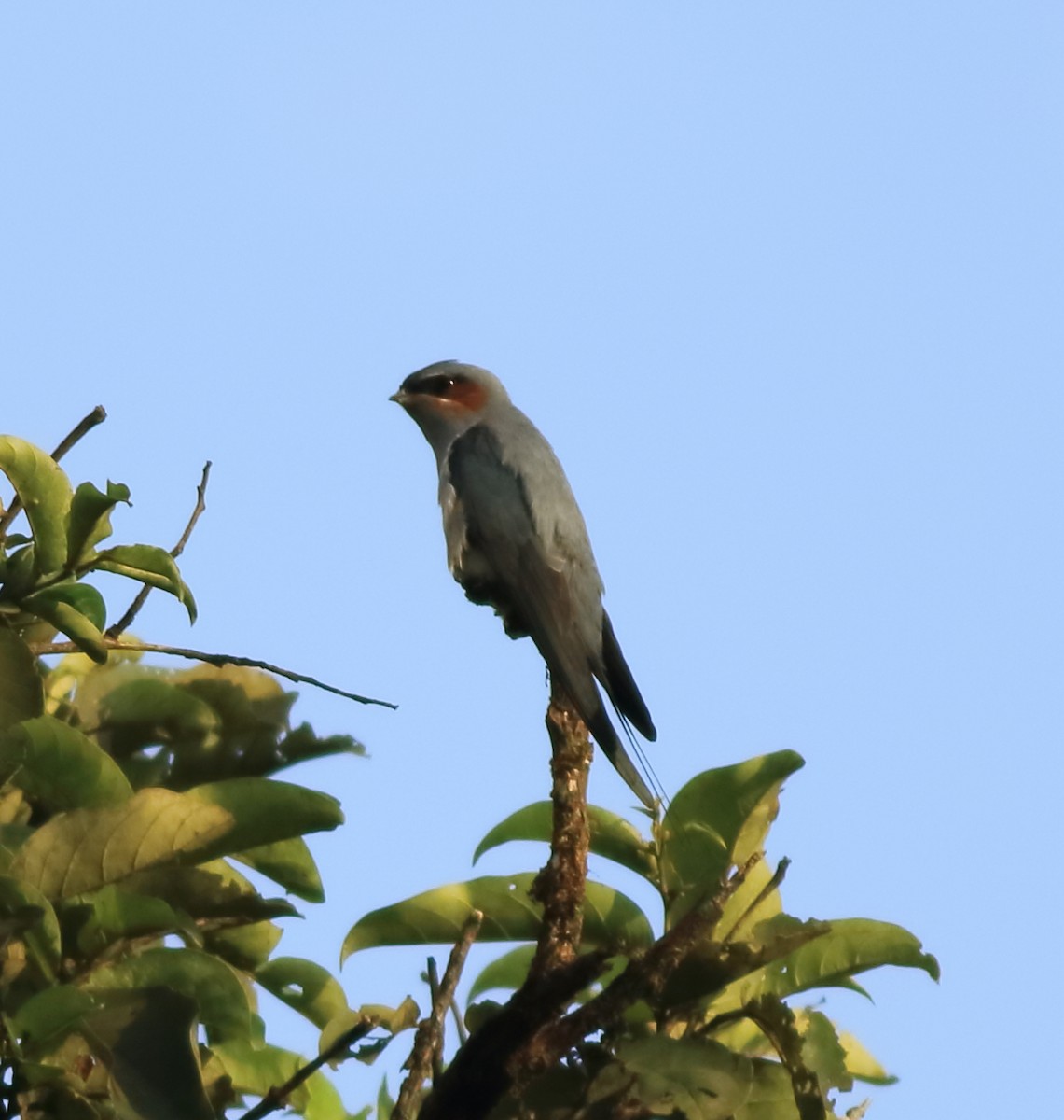 Crested Treeswift - ML642417027