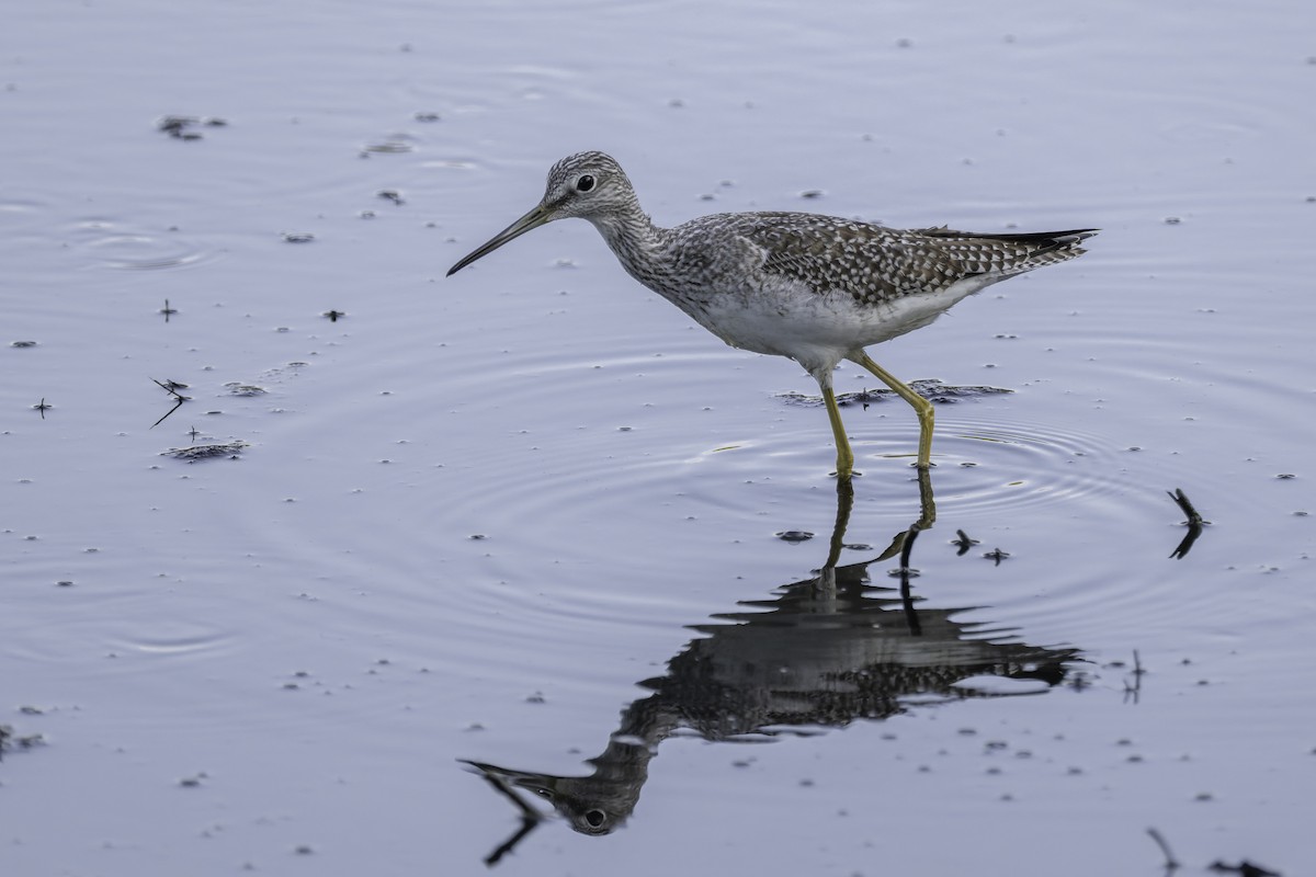 Greater Yellowlegs - ML642417029
