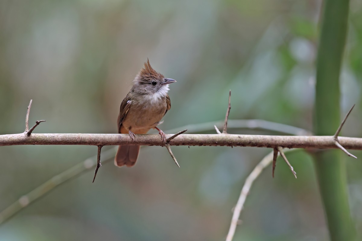 Ochraceous Bulbul - ML642417030