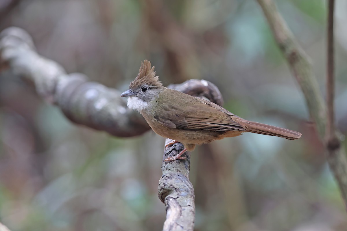 Ochraceous Bulbul - ML642417031