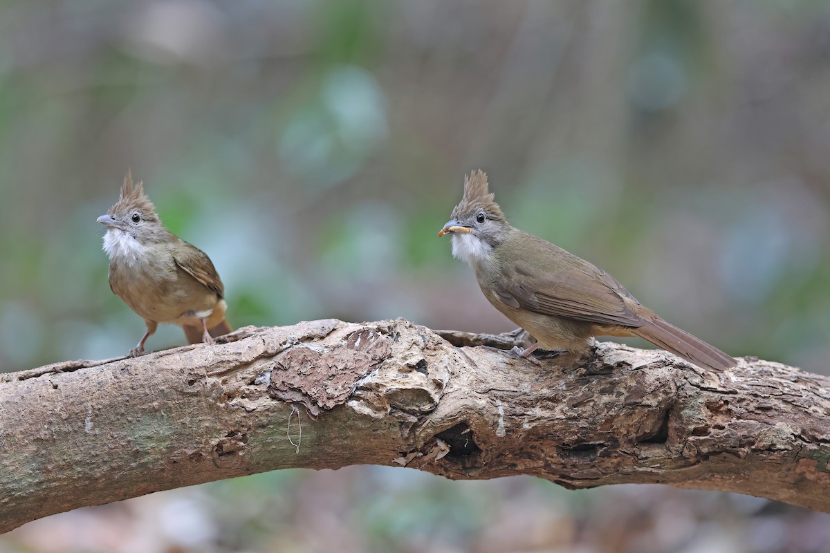Ochraceous Bulbul - ML642417032