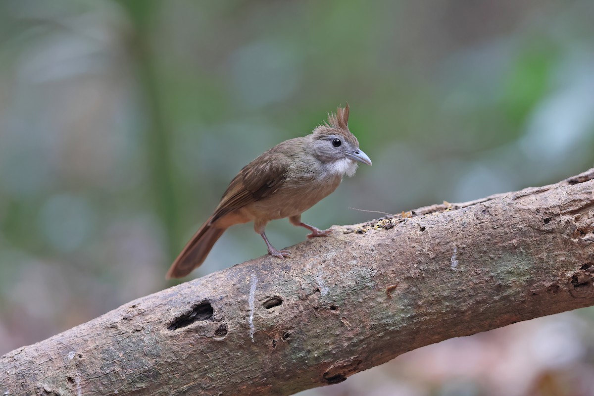 Ochraceous Bulbul - ML642417033
