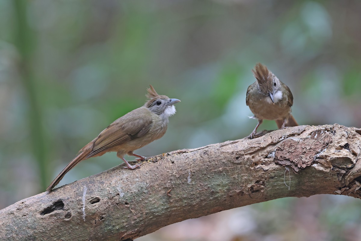 Ochraceous Bulbul - ML642417034