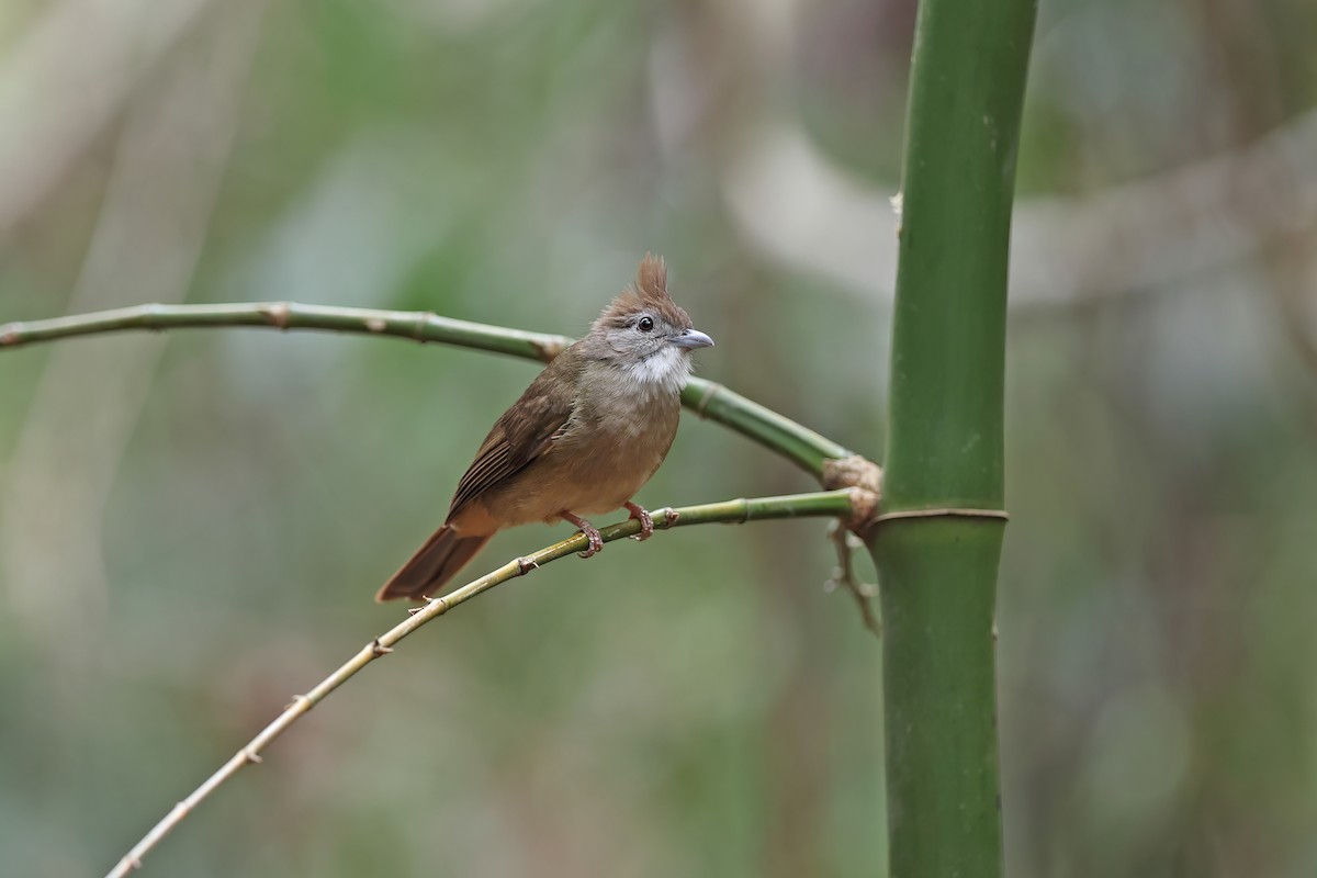 Ochraceous Bulbul - ML642417035
