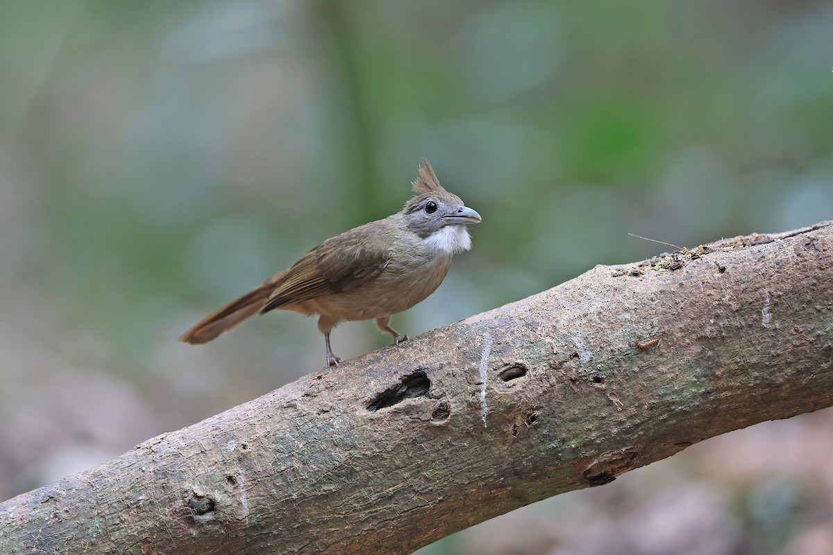 Ochraceous Bulbul - ML642417036