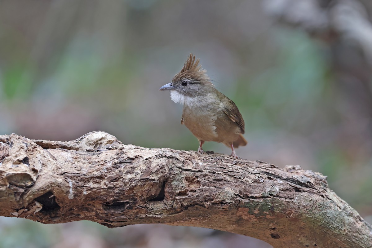 Ochraceous Bulbul - ML642417037