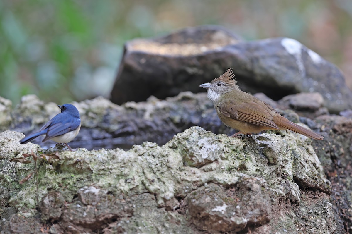 Ochraceous Bulbul - ML642417038