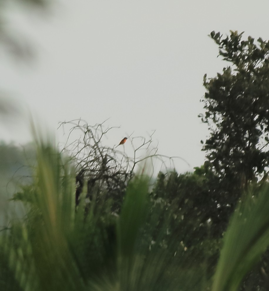Orange Minivet - ML642417042