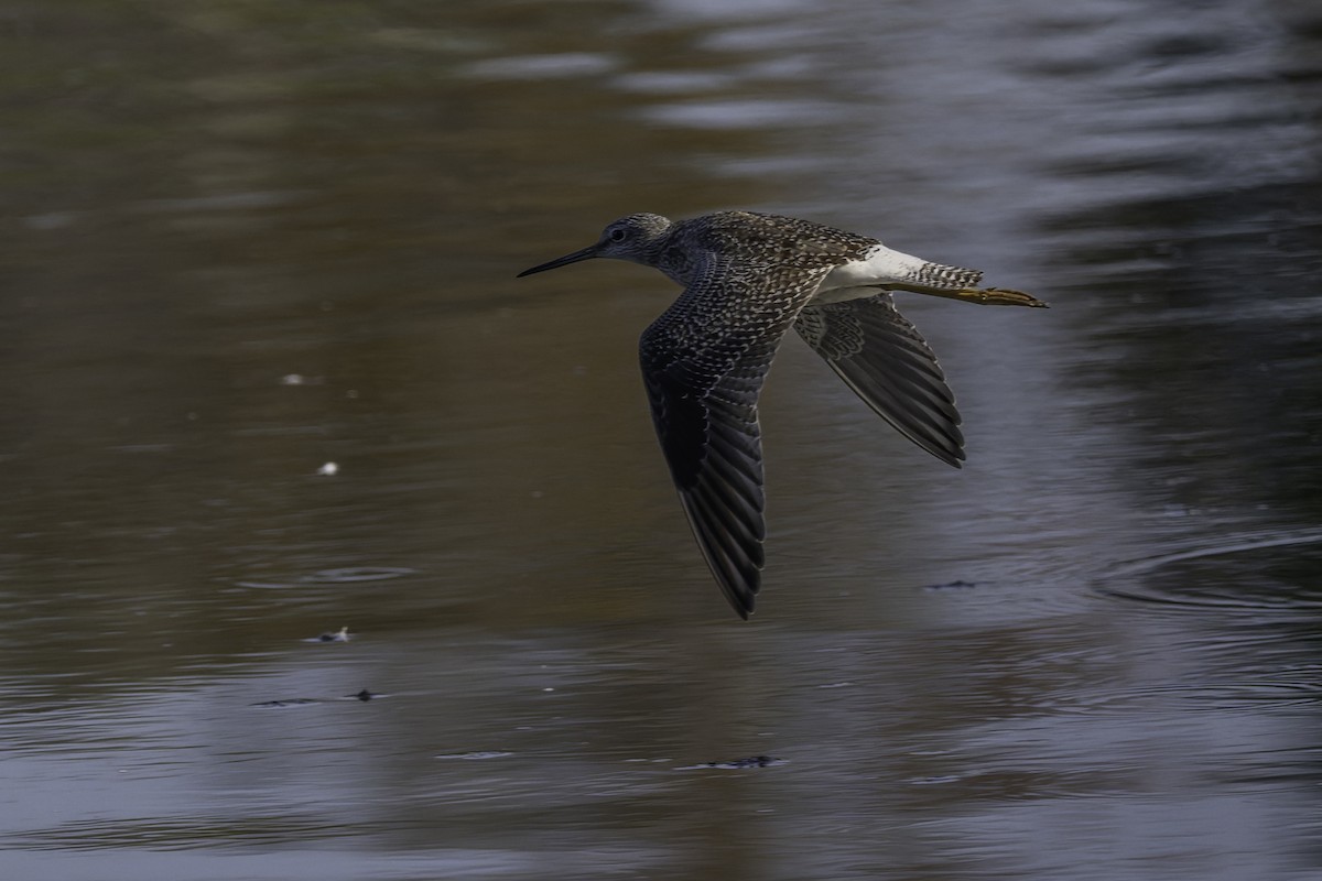 Greater Yellowlegs - ML642417045