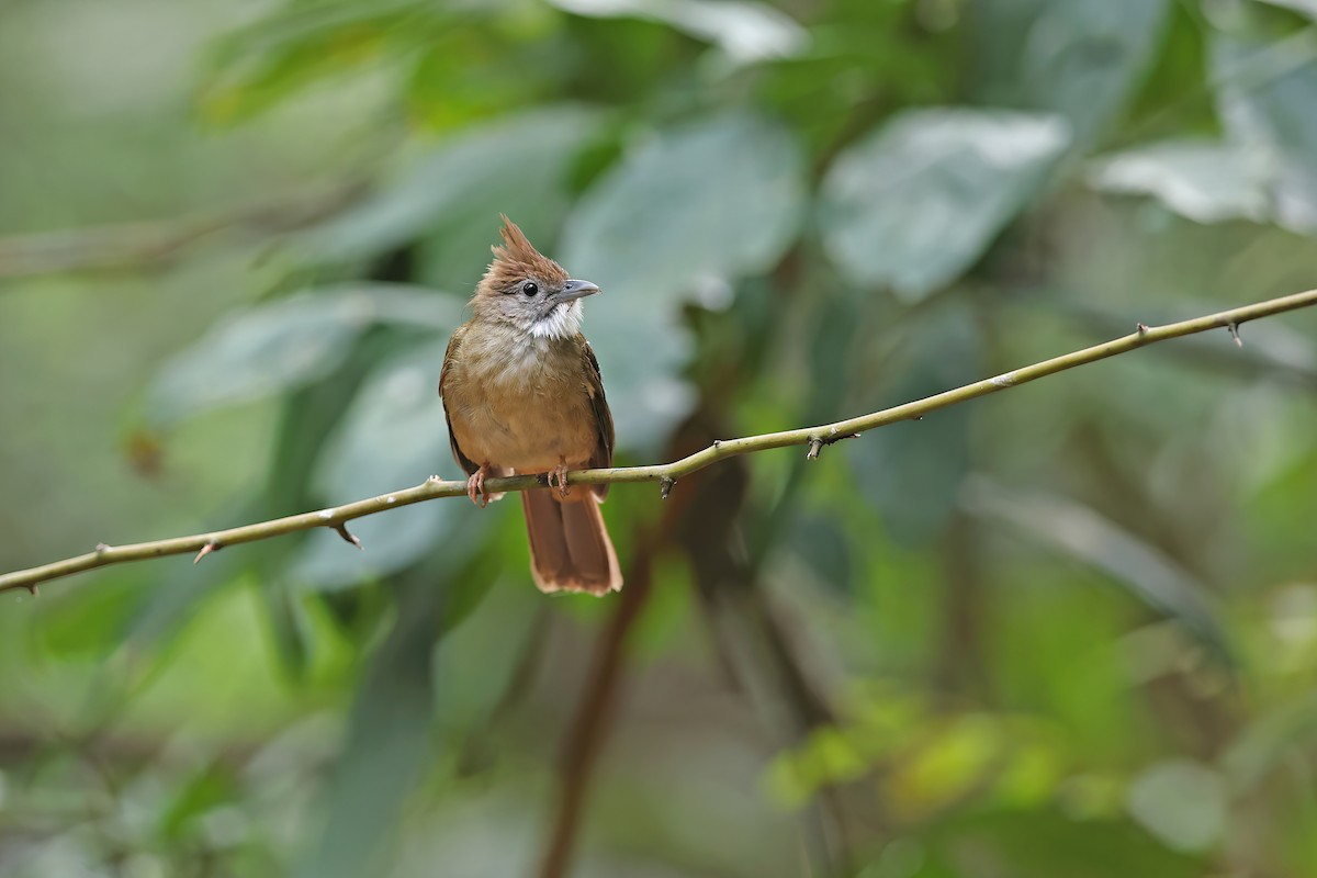 Ochraceous Bulbul - ML642417050