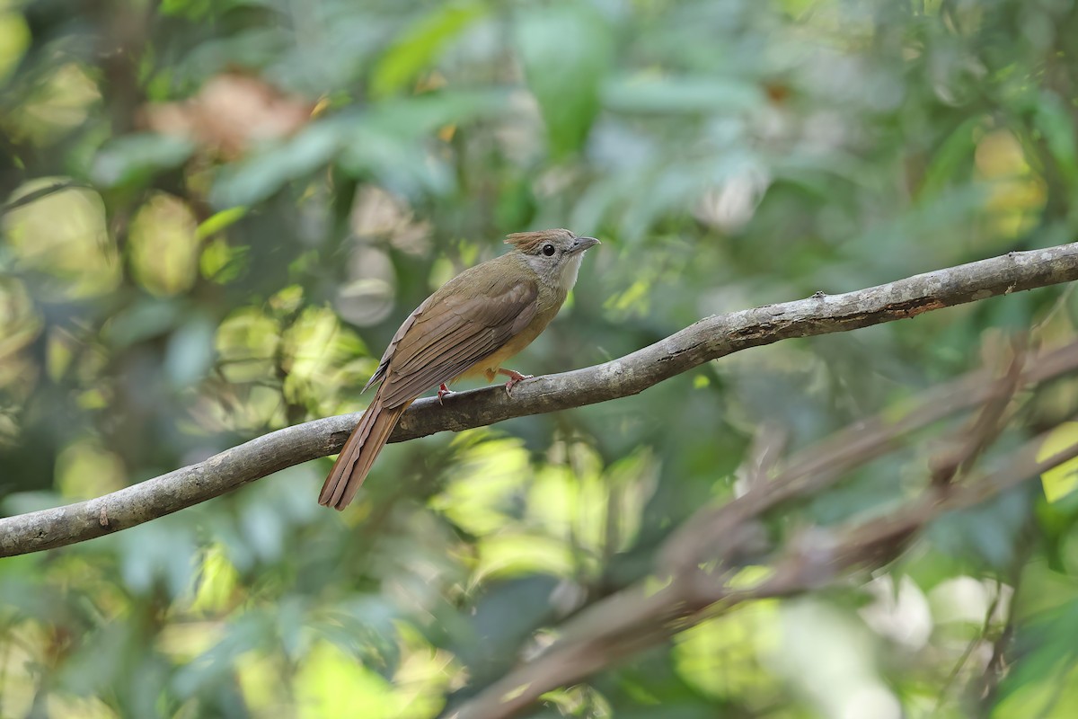 Ochraceous Bulbul - ML642417051
