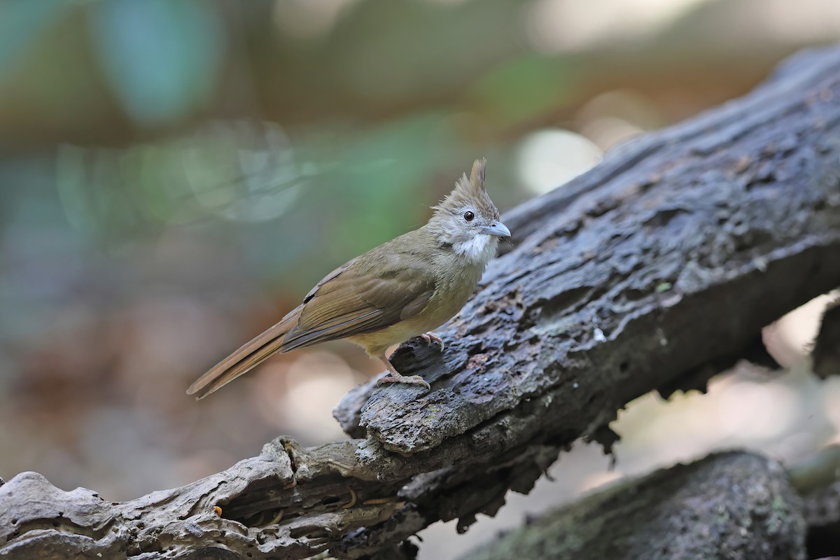 Ochraceous Bulbul - ML642417052