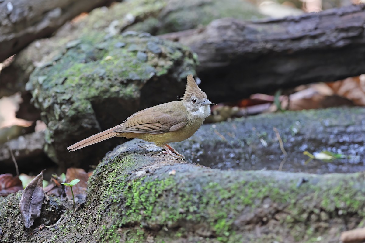 Ochraceous Bulbul - ML642417053
