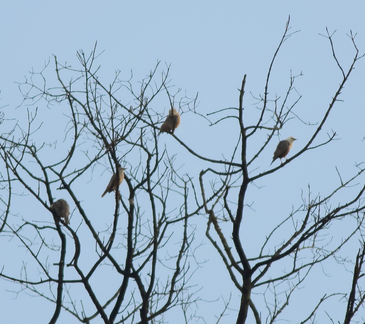 Malabar Starling - ML642417101