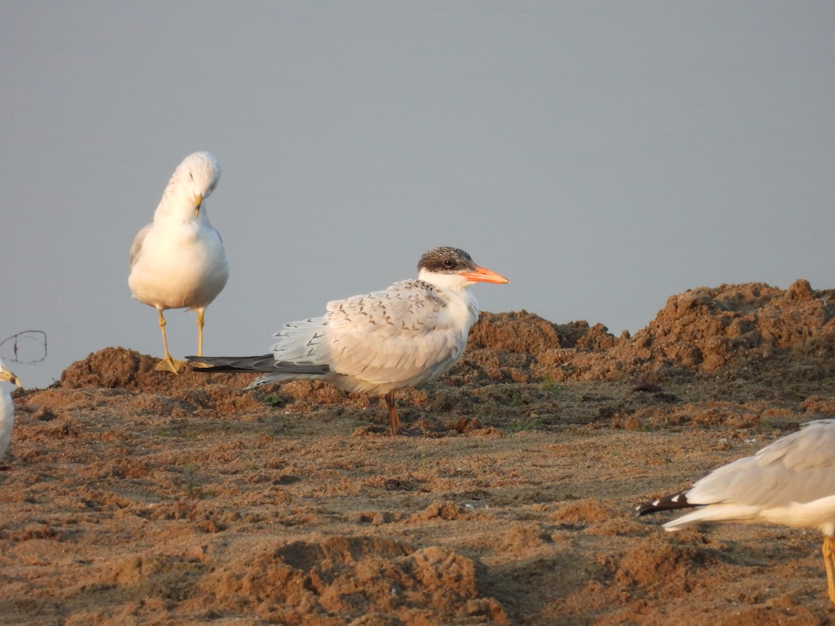 Caspian Tern - ML642417102
